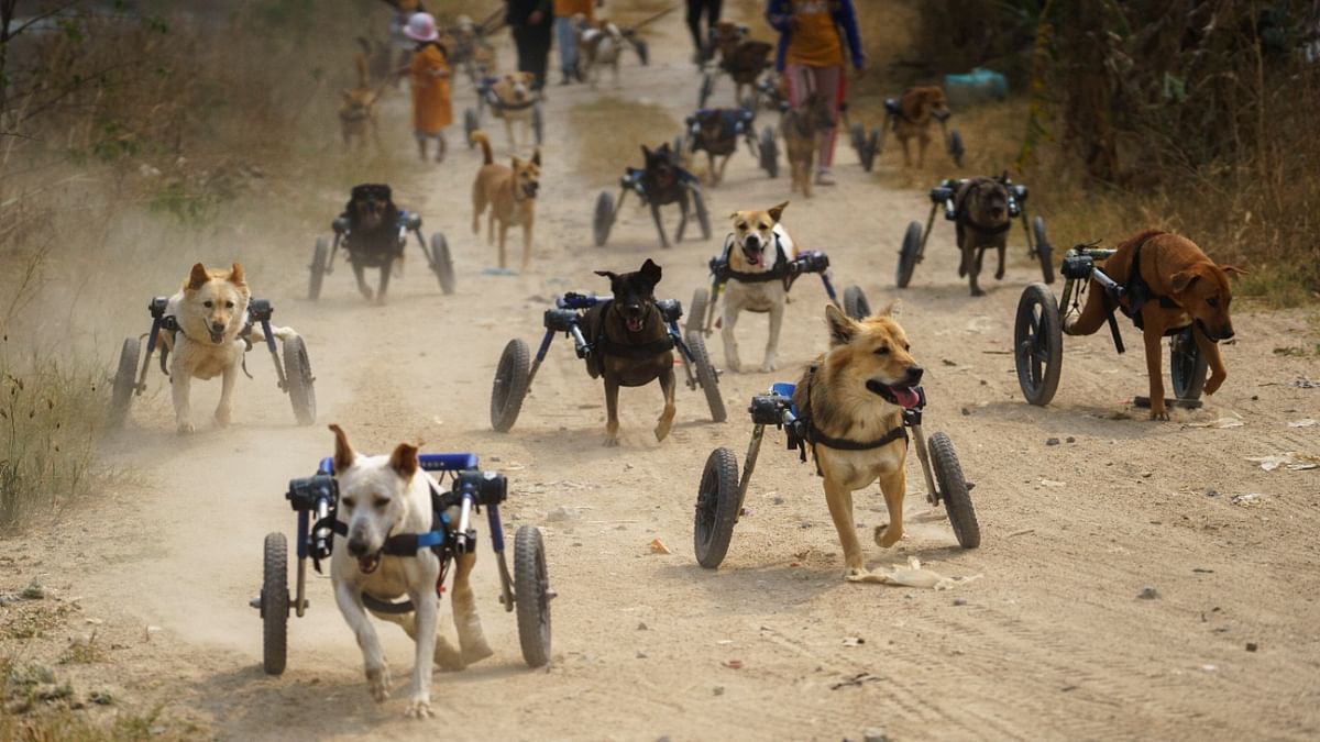 Disabled dogs in mobility aids run during a daily walk at The Man That Rescues Dogs Foundation in Chonburi, Thailand. Credit: Reuters Photo