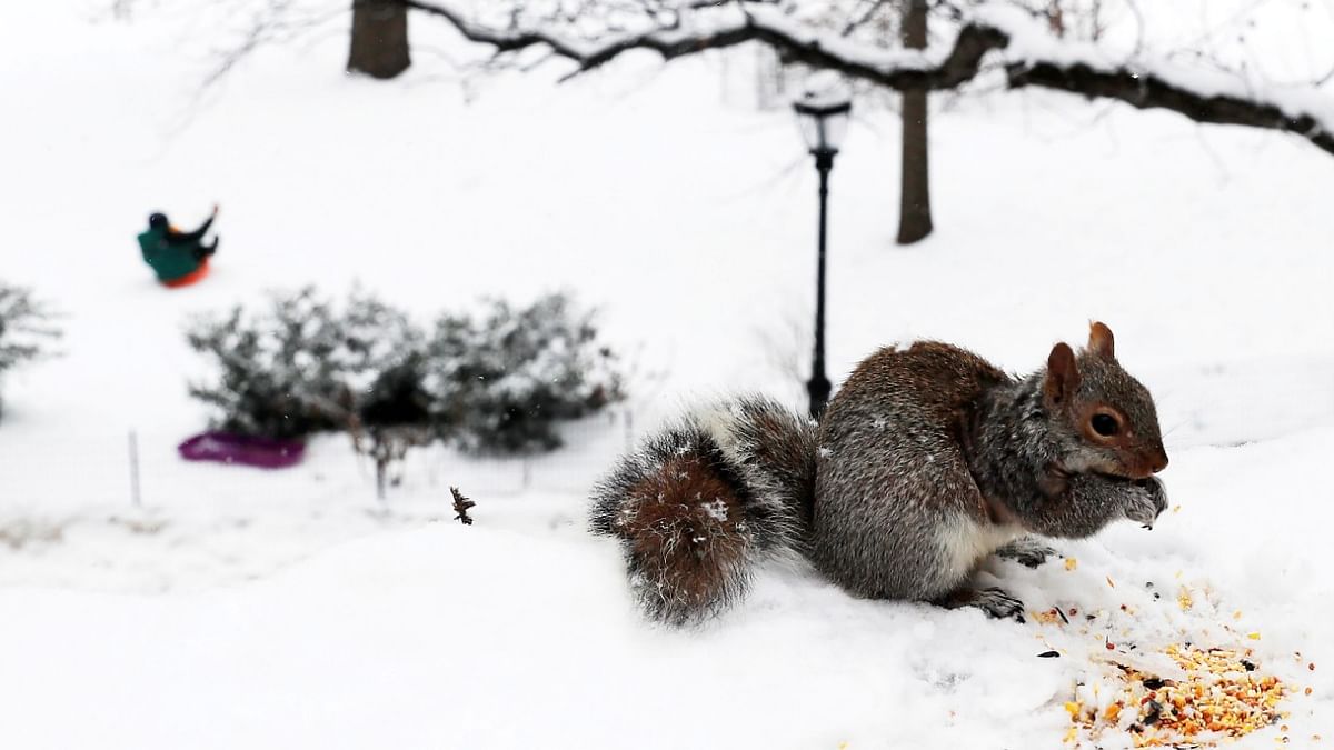 A squirrel eats seeds as sledders enjoy new fallen snow in Riverside Park on Manhattan's upper west side during the second day of a winter storm in New York City, New York, US. Credit: Reuters Photo