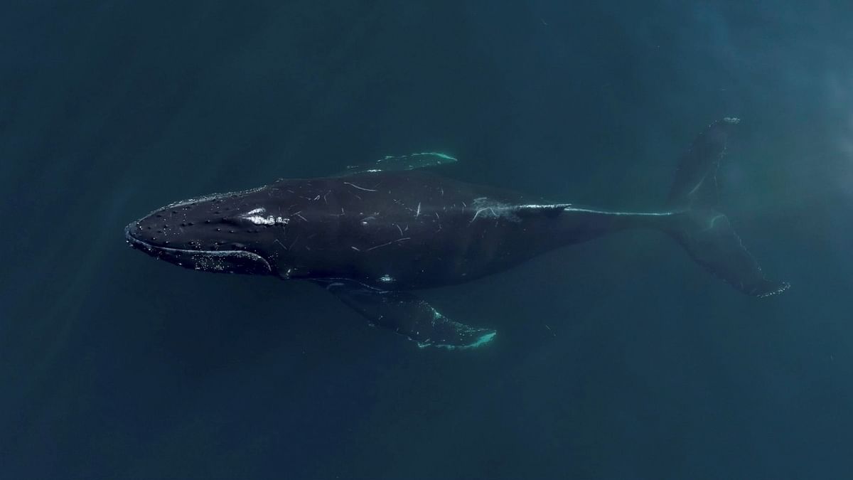 A humpback whale breathes in Newport Beach, California, US, February 24, 2021, in this still image from video obtained via social media. Credit: Newport Coastal Adventure via Reuters