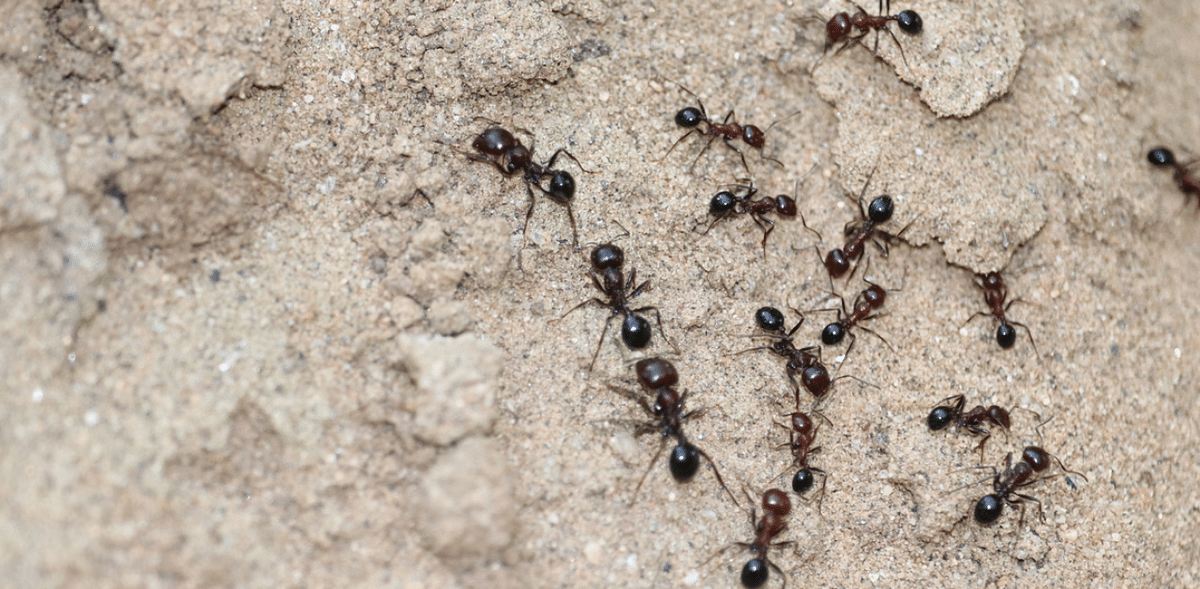 There are over 10 quadrillion ants on Earth. Scientists estimate that there are roughly 1.5 million ants for every human on Earth. Credit: iStock Images