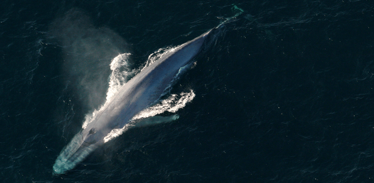 A blue whale, the largest animal on earth, grow more than 100 feet long and can weigh as much as 30 elephants. A blue whale can weigh about 90,000 to 136,000 kg. Credit: Reuters Photo