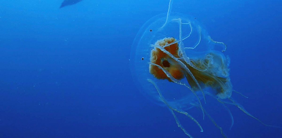 One species of jellyfish, called the Turritopsis Dohrnii, is immortal. It has the ability to revert to its child state after becoming sexually mature, therefore it never dies. Credit: NYT/Representative Image