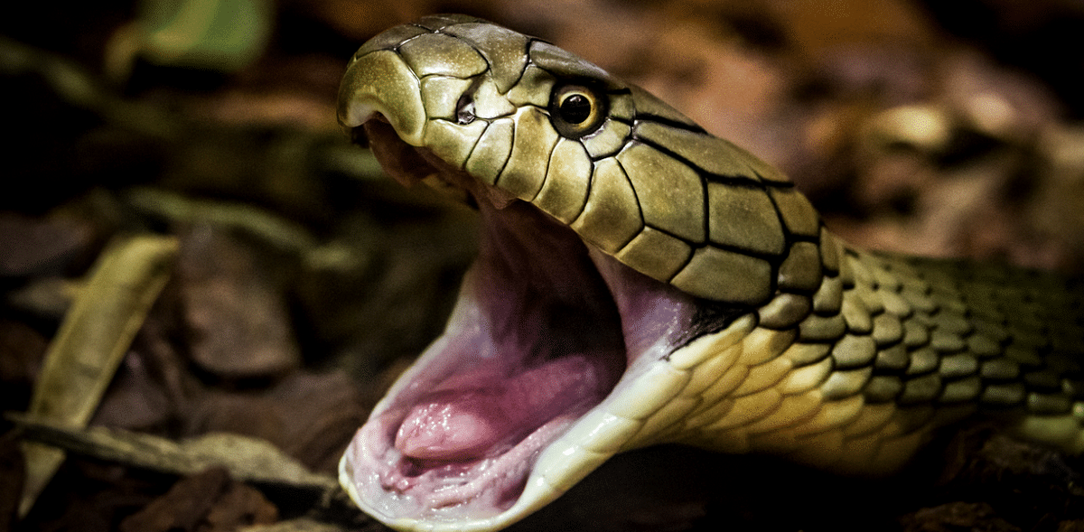 King cobras can inject as much as 7 mililitres or roughly 1.5 teaspoons of venom in its victims with a single bite. A miniscule quantity, like two-tenths of a fluid ounce, is enough to kill 20 people, or even an elephant. The venom directly affects respiratory centres in the brain and causes cardiac failure. Credit: iStock Images