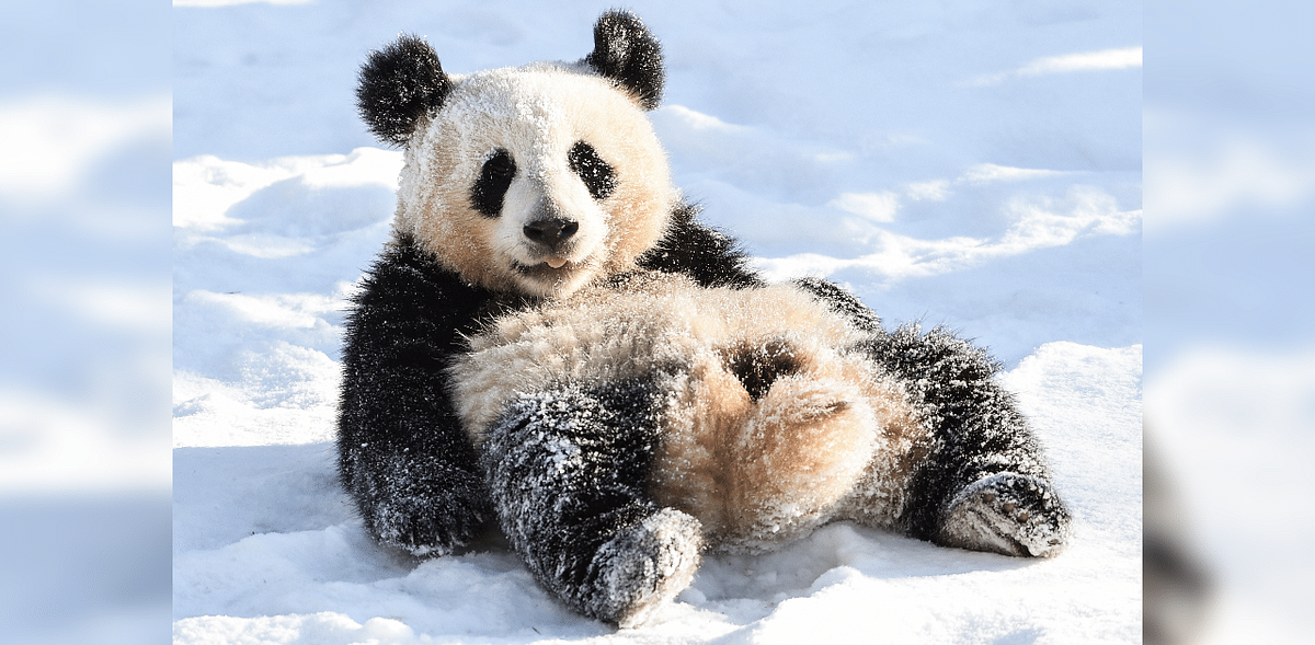 It may be hard to tell looking at full grown pandas, who weigh as much as 150 kgs and are 1.5 m long, but at birth, a panda is smaller than a mouse and weights about 4 ounces or 100 gms. Credit: AP Photo