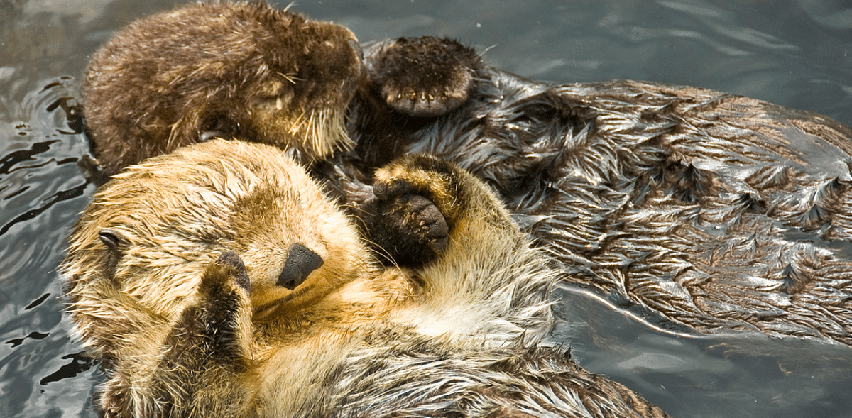 To prevent themselves from floating away from each other in the sea, sea otters hold hands when they sleep. They also entangle themselves in giant seaweed to get some anchorage. Credit: iStock Images