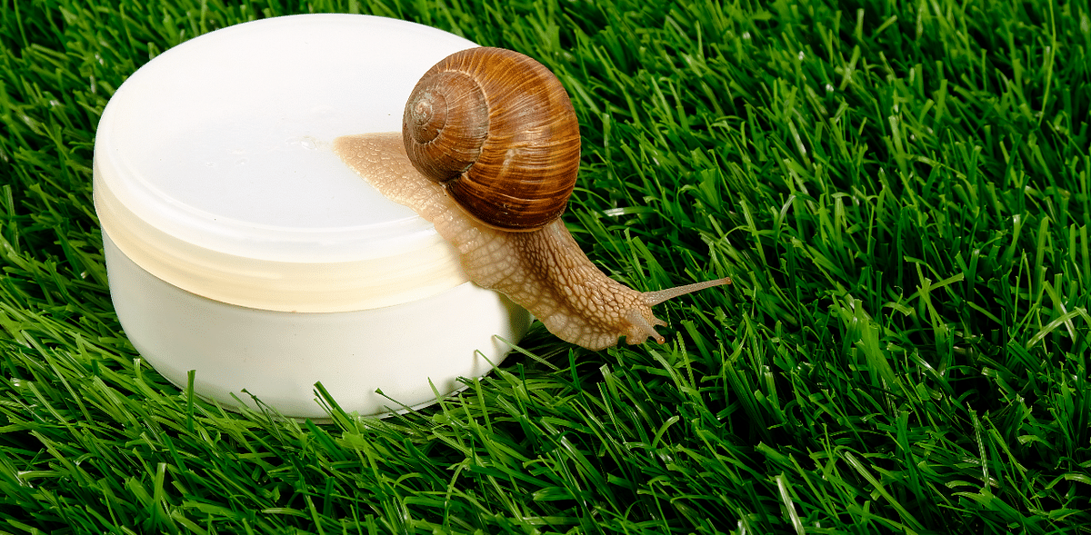 Snails can sleep in hibernation for up to three years. They need moist weather to survive. If their environment does not agree with them, they sleep up to three years to escape warm climates. Credit: Getty Images