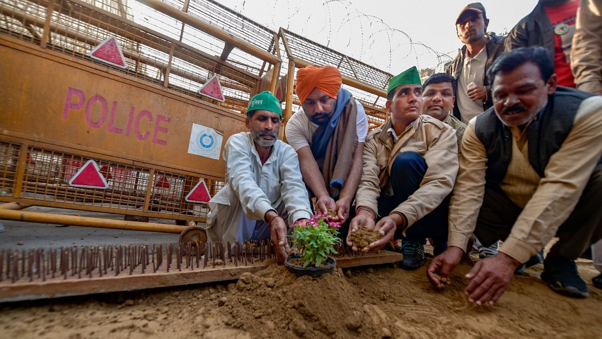 February 5 | In response, the farmers planted saplings near the iron nails and barricades | Credit: PTI File Photo