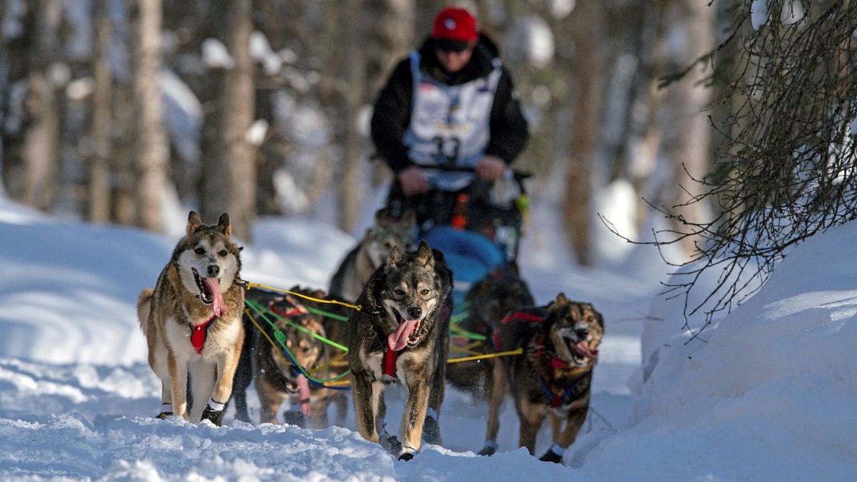 Travis Beals' team runs at the beginning of the Iditarod dog sled race, which is being held in a closed loop through the wilderness due to the Covid-19 pandemic, in Willow, Alaska, US. Credit: Reuters Photo.