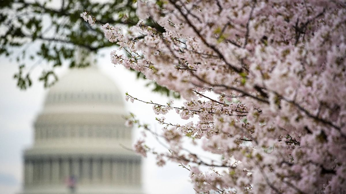 Japanese Cherry Blossom trees bloom along the National Mall on March 28, 2021 in Washington, DC. The Japanese cherry trees were gifted to Washington, DC, by Tokyo Mayor Yukio Ozaki in 1912 and draw tens of thousands of daily visitors around peak bloom every year. Credit: Al Drago/Getty Images/AFP