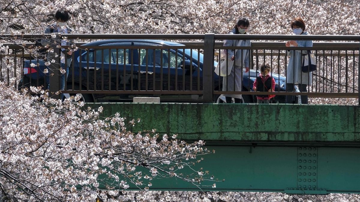 Some people view of the 'sakura' bloom from a bridge. Credit: AFP Photo