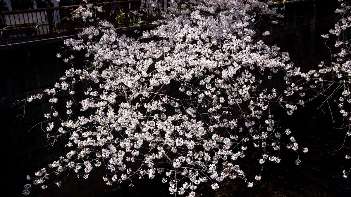 Cherry blossoms in full bloom along the Meguro river in Tokyo. Credit: AFP Photo