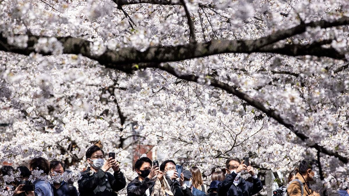 People were seen taking selfies and clicking photos of the cherry blossom bloom along the Meguro river in Tokyo. Credit: AFP Photo