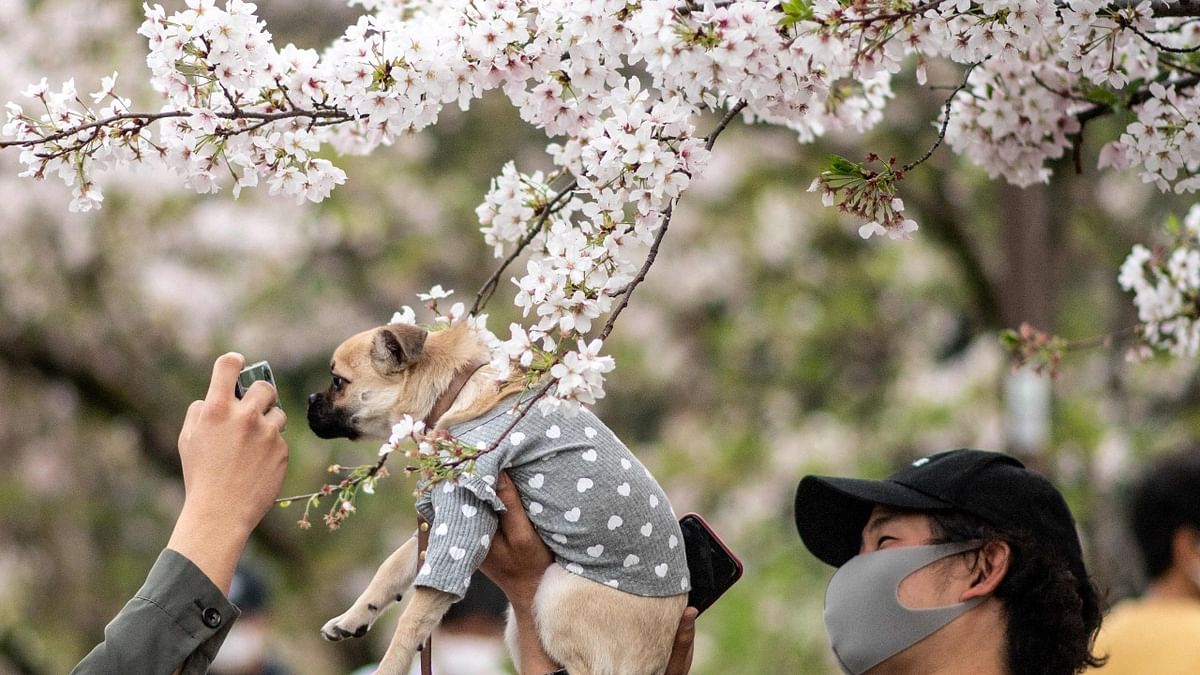 A man poses his dogs in front of the cherry blossoms in Tokyo. Credit: AFP Photo