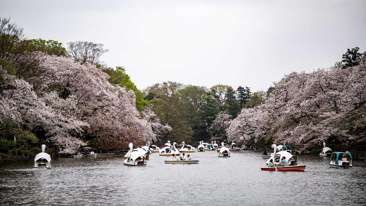 People could be seen enjoying boat rides under the cherry blossom bloom. Credit: AFP Photo