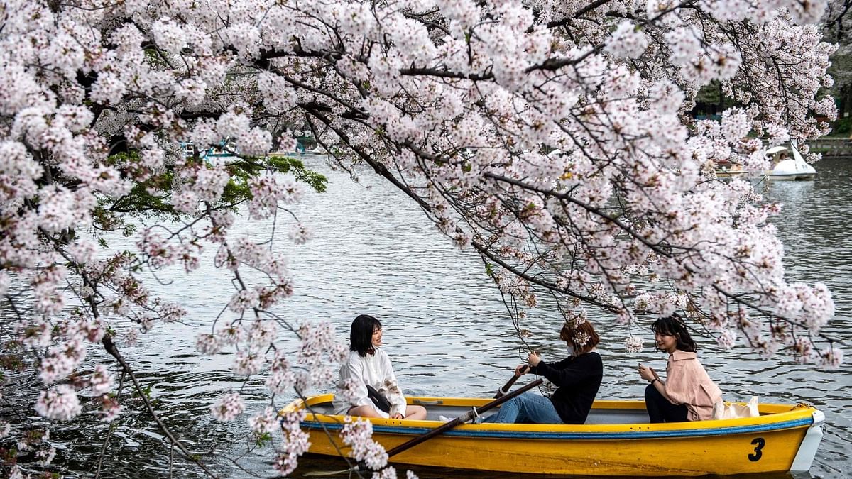 People ride a boat looking at cherry blossoms at Inokashira Park in Tokyo. Credit: AFP Photo