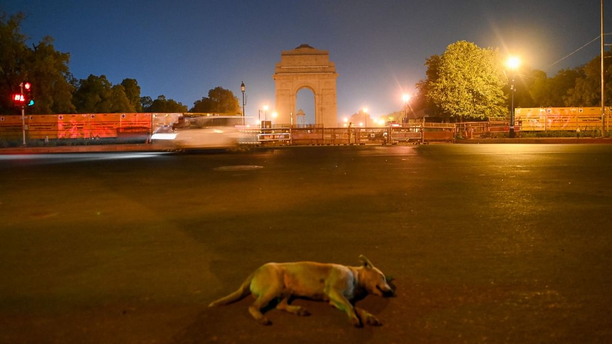 A dog lays on an empty street in New Delhi as the government imposed a night curfew a day after the nation posted a record coronavirus surge. Credit: AFP Photo
