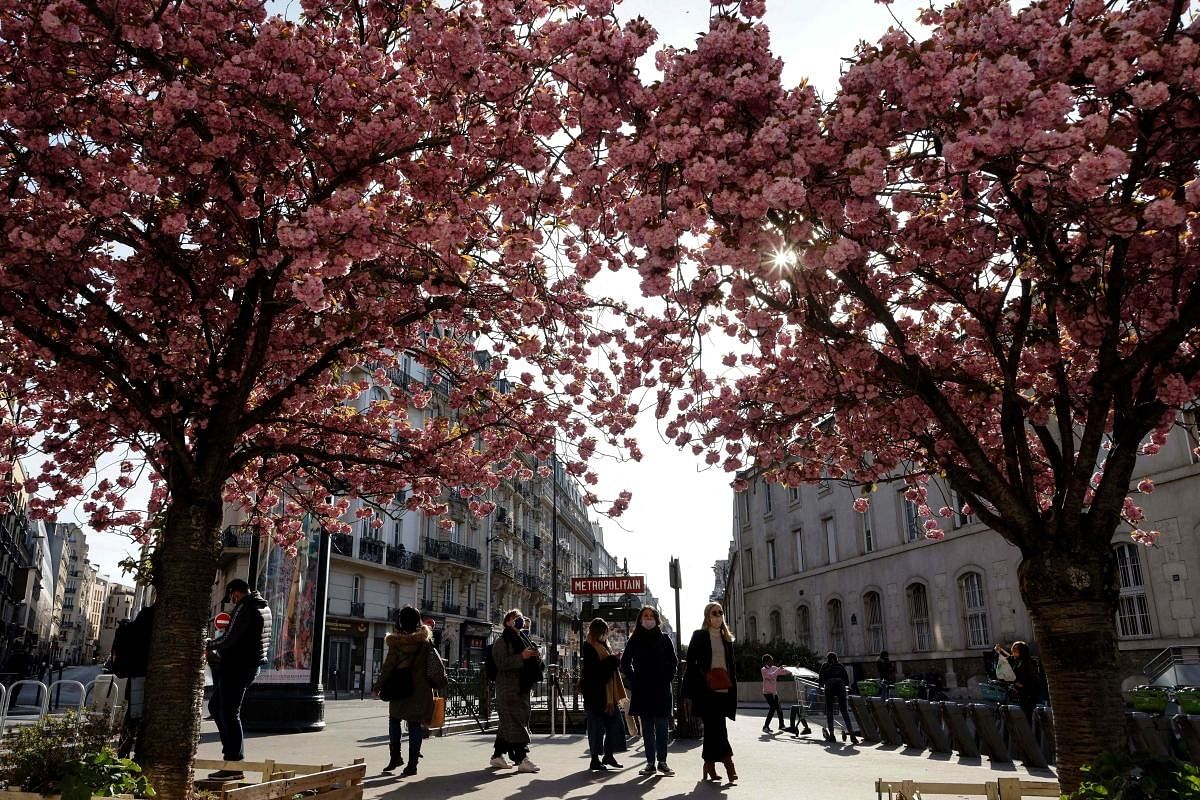 People walk past cherry blossom trees, on a Spring day in Paris. Credit: AFP Photo