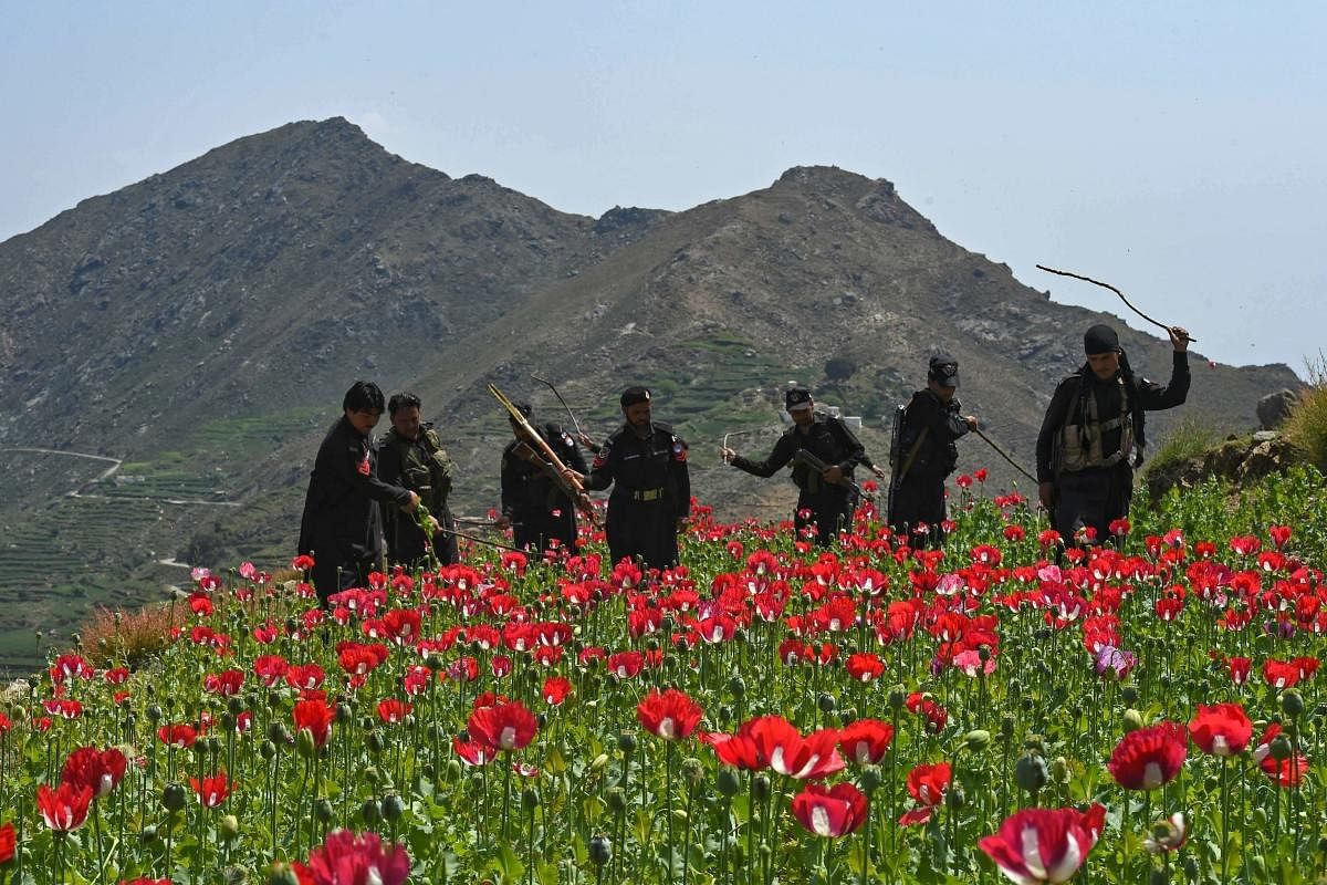 Police personnel destroy poppy cultivation in the Prang Ghar area of Mohmand Agency, about 100 kms from Peshawar. Credit: AFP Photo