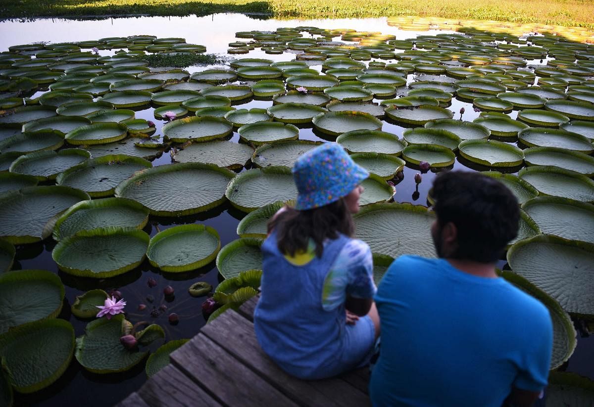 People observe Victoria cruzianas -a species of the Nymphaeaceae family of water lilies- (Yacare Yrupe in Guarani), which appear every three to four years in great numbers and size in the Paraguay River, in Piquete Cue, north of Asuncion. Credit: AFP photo.