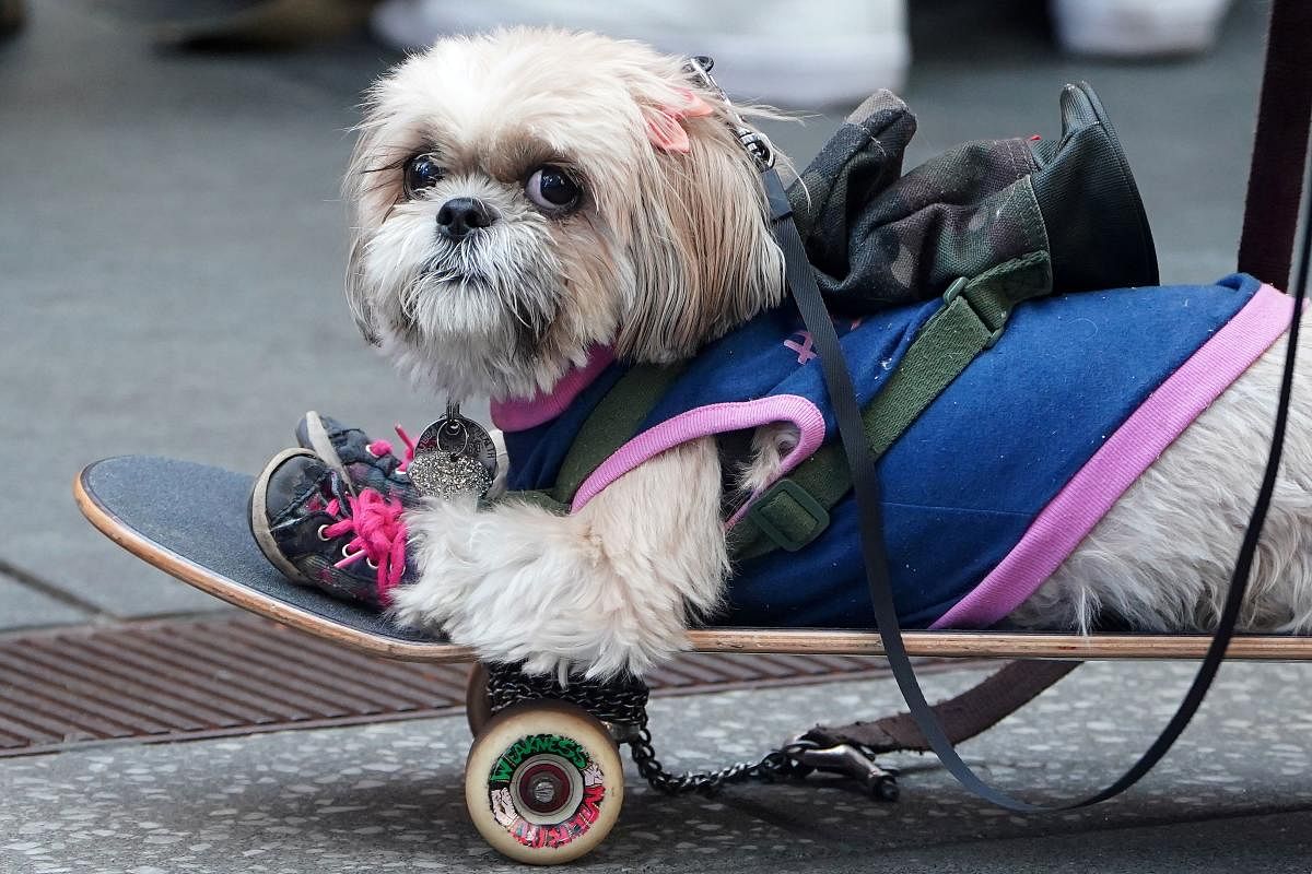 A small dog rides on a skateboard in Times Square amid the coronavirus pandemic in New York City. Credit: Reuters photo.
