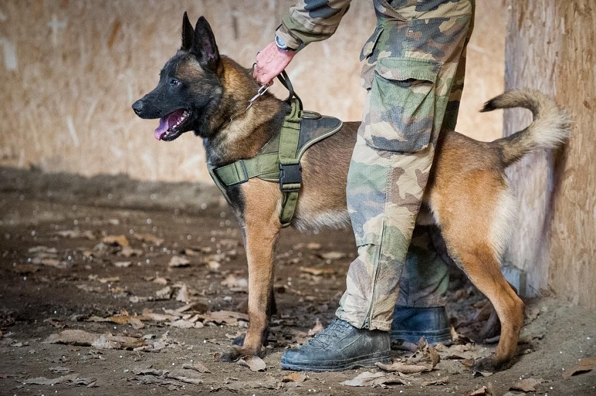 A handout picture released by the French Navy via Britain's People's Dispensary for Sick Animals (PDSA) on April 22, 2021 shows French Military Working Dog Leuk training with French Navy commandos at a training centre in Brittany, northwest France. Credit: AFP photo.
