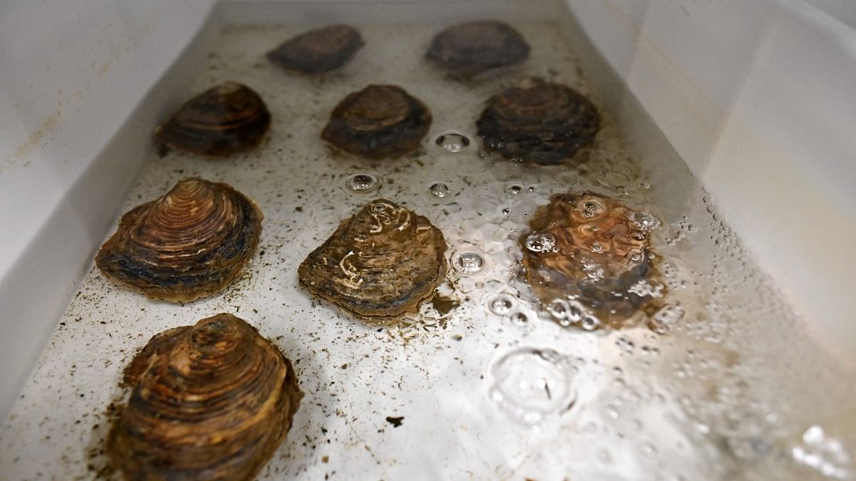 Decimated by over-fishing and pollution, British oysters could be making a comeback as a hatchery in the Channel port city of Portsmouth is helping revive local species of the molluscs. Credit: AFP Photo