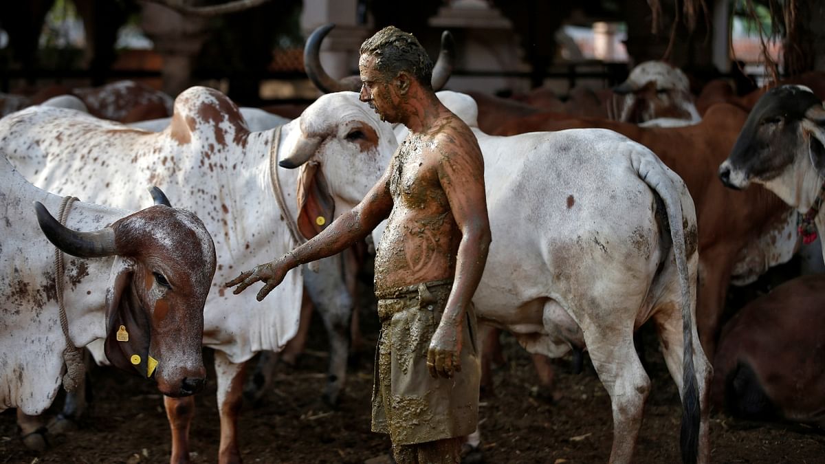 Uddhav Bhatia, a frontline worker, touches a cow after applying cow dung on his body during