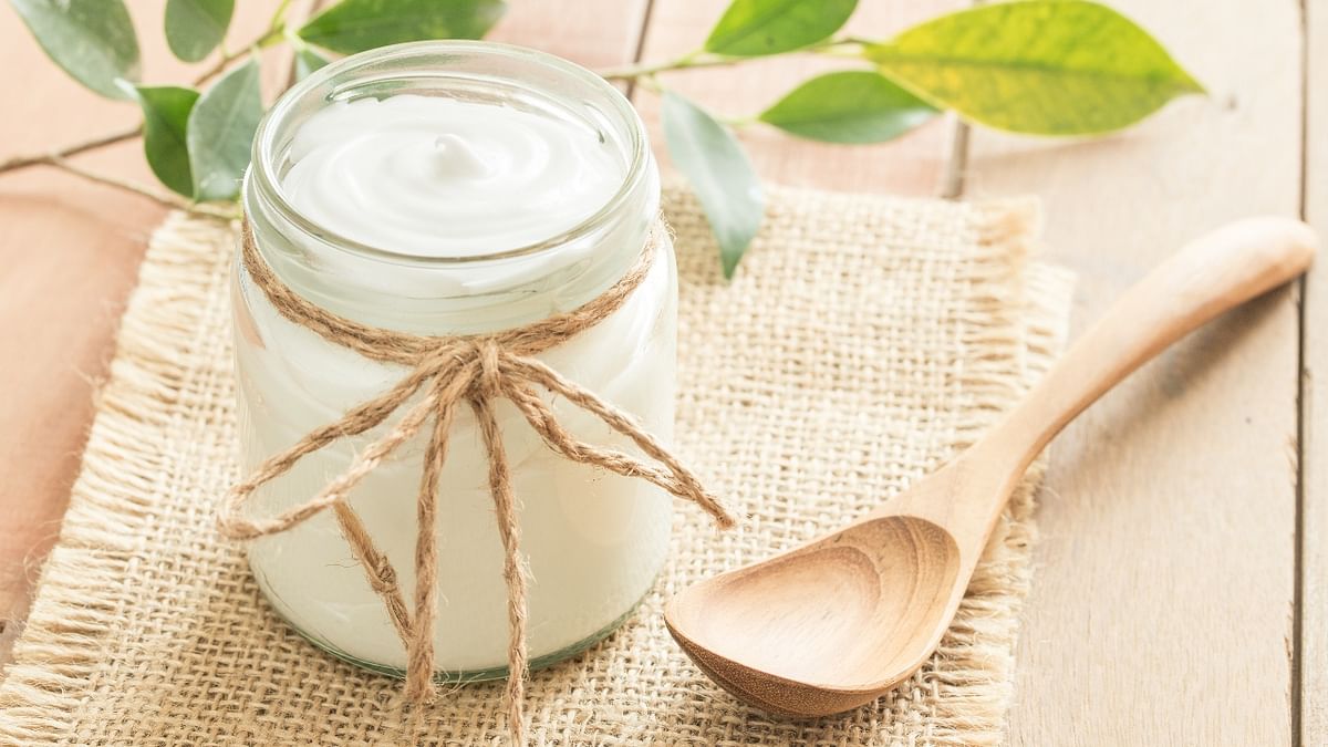 Curd: Curd has been in use for a long time as food & medicine both in India. It is a good source of gut-friendly healthy Bacterias- Probiotics and improves not only digestion but also the immune system. Credit: Getty Images