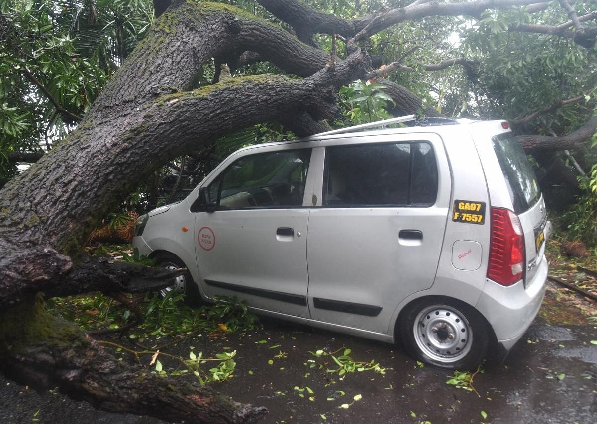 A car damaged by an uprooted tree due to strong winds during the formation of cyclone Tauktae, in Panjim. Credit: PTI Photo