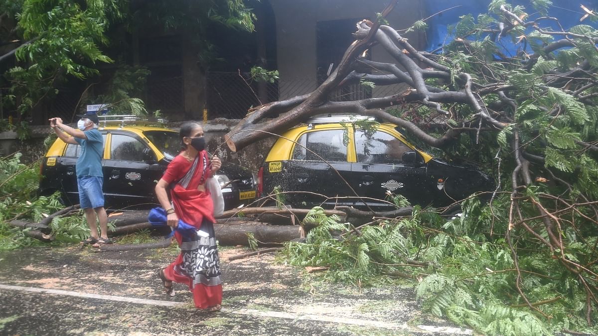 Trees fell on parked cars due to strong winds triggered by cyclone Tauktae, in Mumbai.Credit: PTI