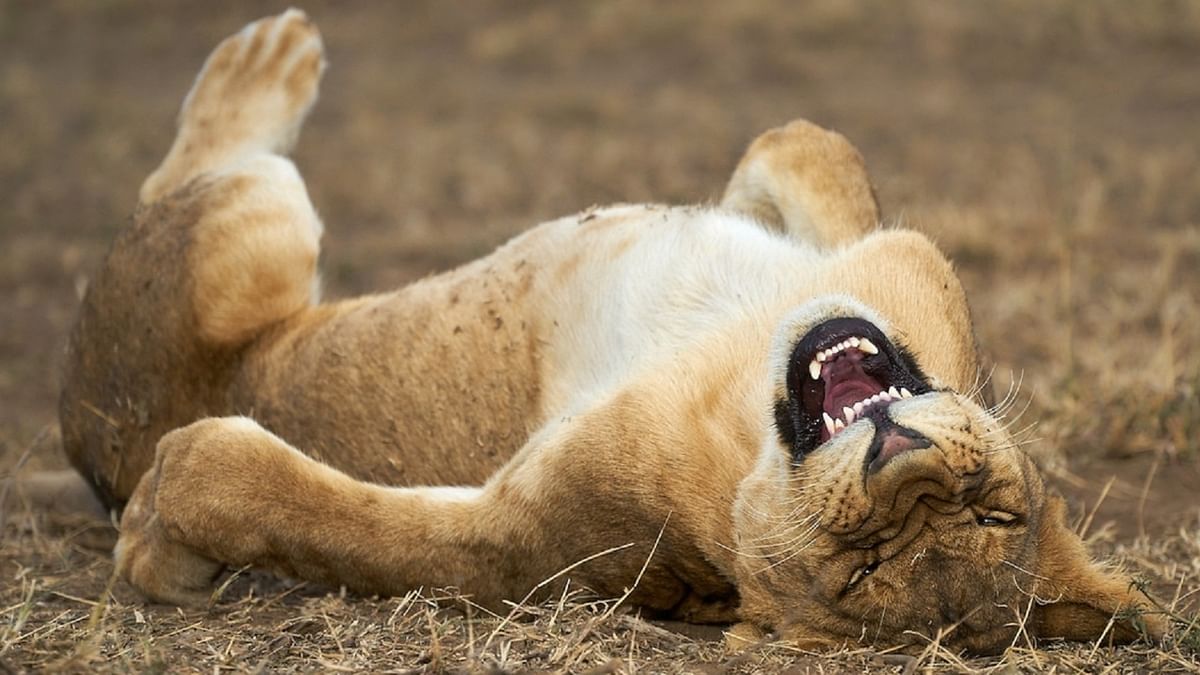 Photographer Giovanni Querzani titled this photo of a lion
