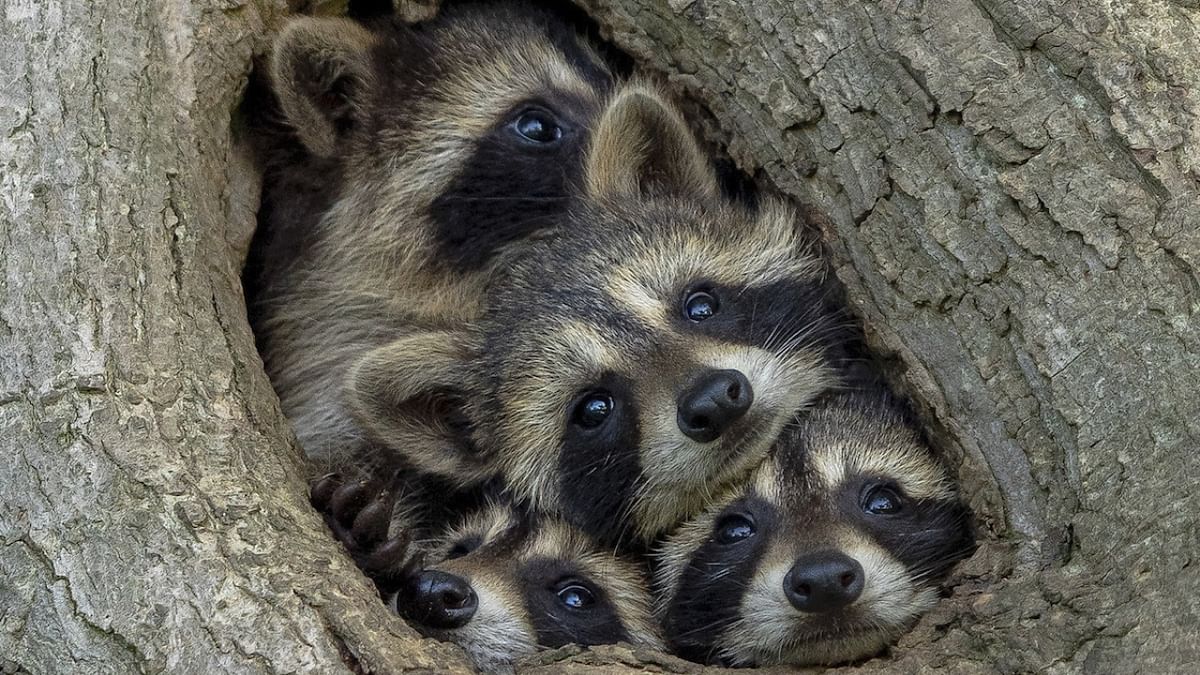 Kevin Biskaborn clicked this perfect photo of a mother raccoon with her babies squished in a small place and named it “Quarantine Life”. Credit: Kevin Biskaborn/Comedy Wildlife Photo Awards 2021