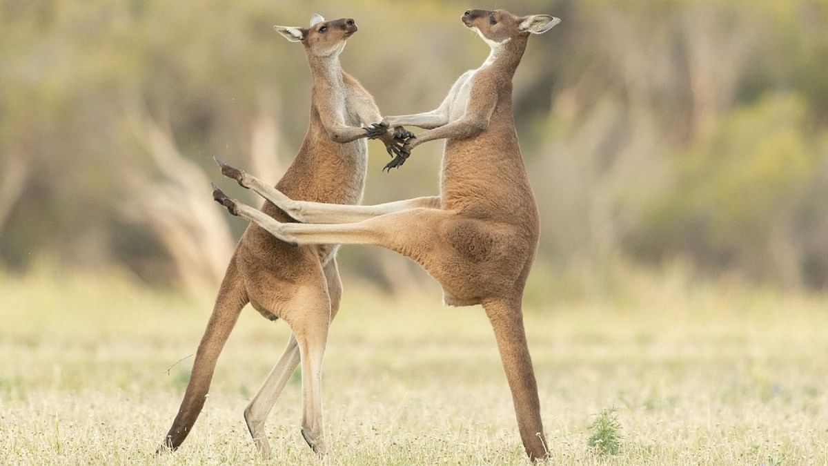 Lea Scaddan clicked this photo of two kangaroos fighting and one missed kicking the other in the stomach. Credit: Lea Scaddan/Comedy Wildlife Photo Awards 2021