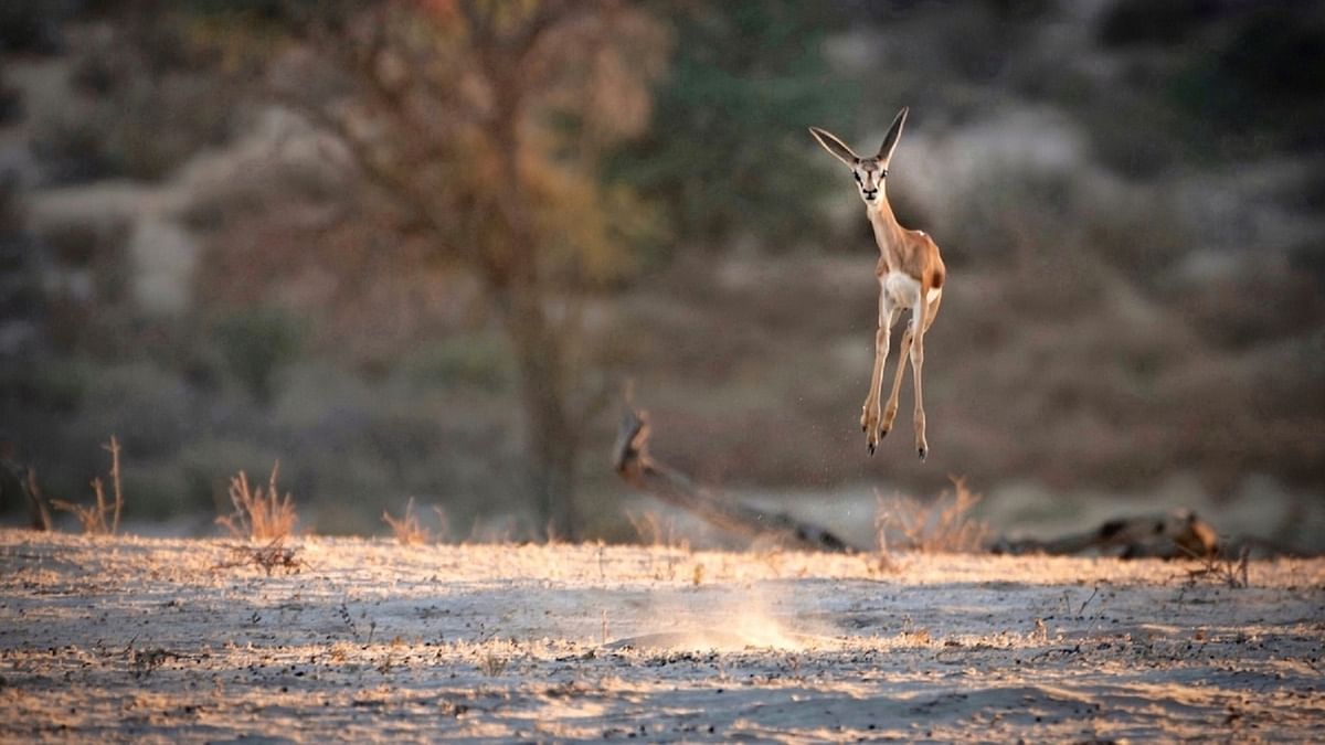 This photo of Lucy Beveridge features a springbok that appears to be jumping in joy,
