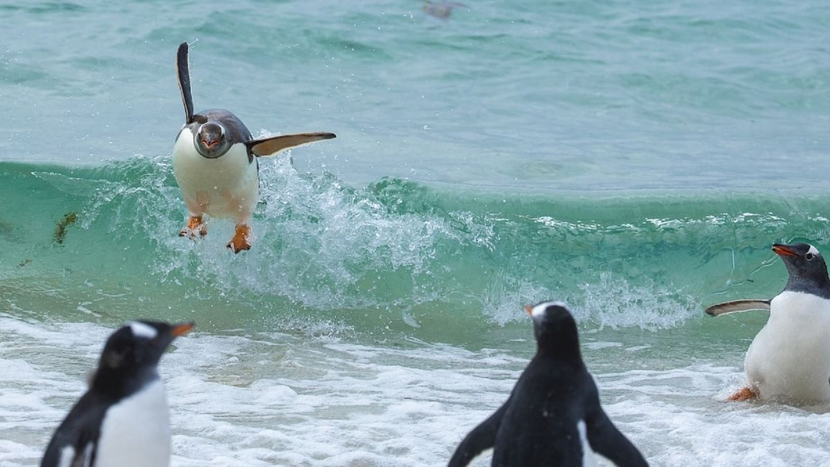 A penguin enjoying the waves in the Falkland Islands was clicked by Tom Svensson. Credit: Tom Svensson/Comedy Wildlife Photo Awards 2021