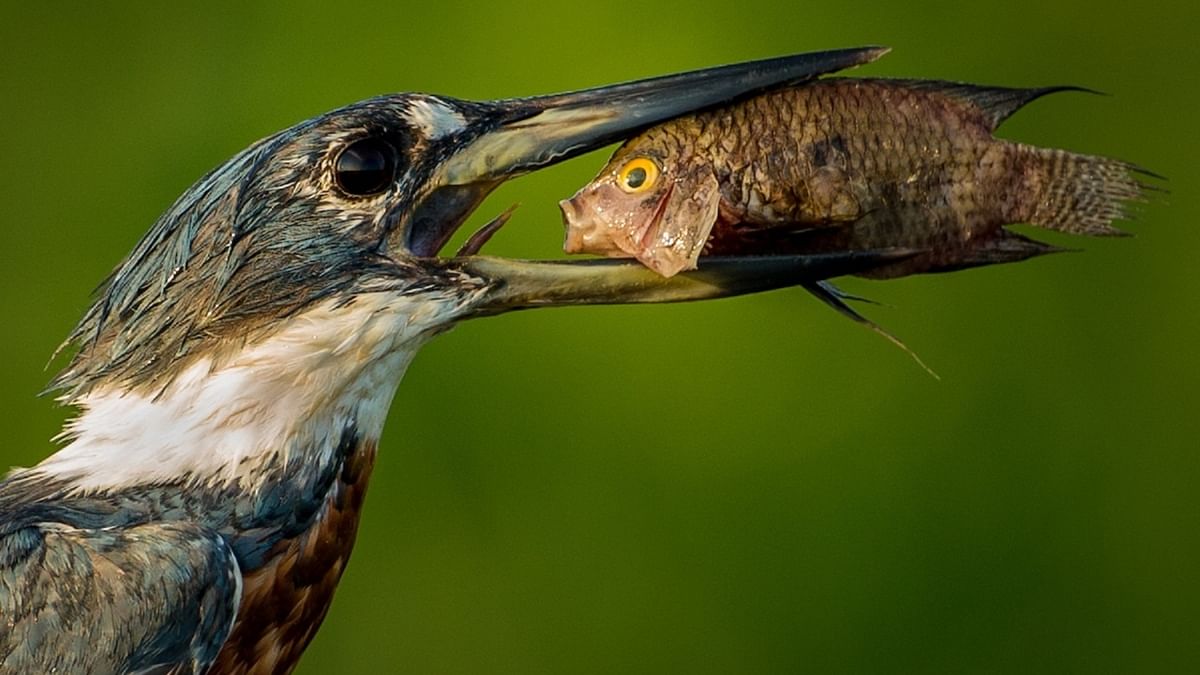 Photographer Txema Garcia Laseca captioned this photo of an Amazon kingfisher chowing down a fish, and titled it as