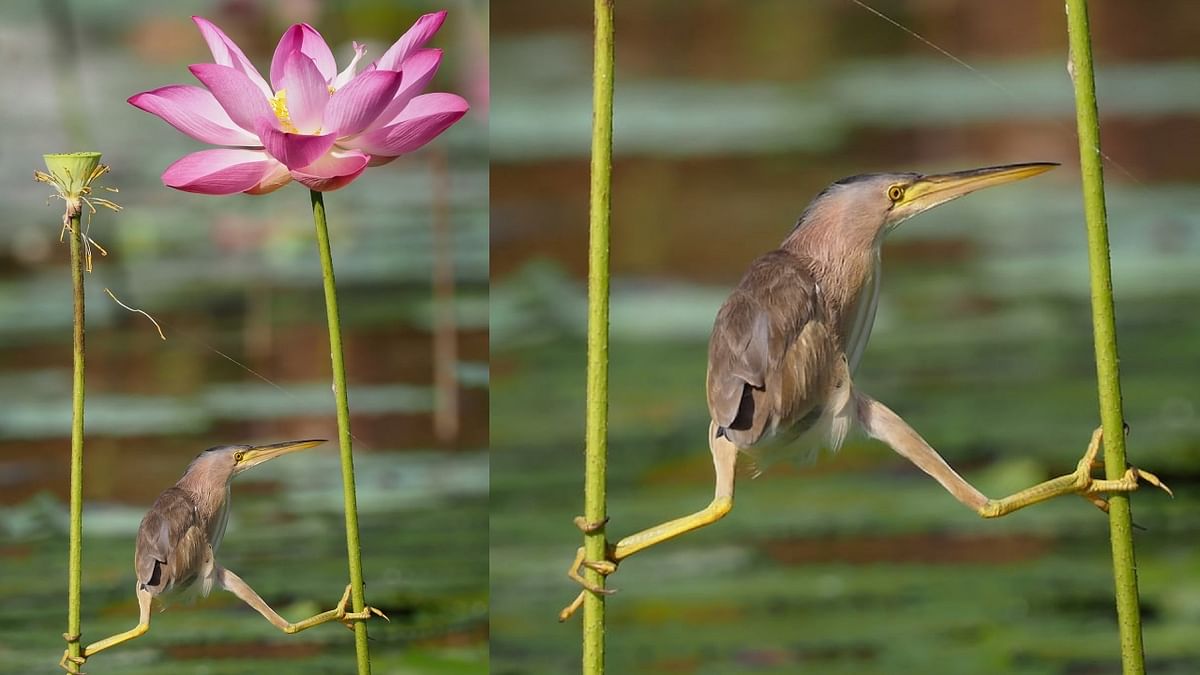 KT Wong's image features a yellow bittern stretching between flower stems. Credit: KT Wong/Comedy Wildlife Photo Awards 2021