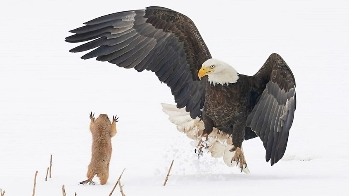 A prairie dog taking up to a bald eagle was captured in in Hygiene, Colorado by Arthur Trevino. Credit: Arthur Trevino/Comedy Wildlife Photo Awards 2021