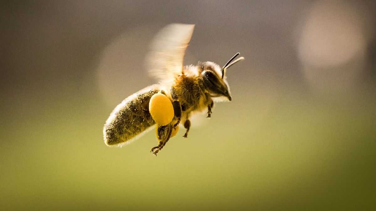 Bee Venom Therapy: Majorly practiced in Palestine, this treatment advises practitioners to use the venom of honeybees to treat epilepsy, spinal disorders, hearing problems and nasal allergy. Credit: AFP Photo