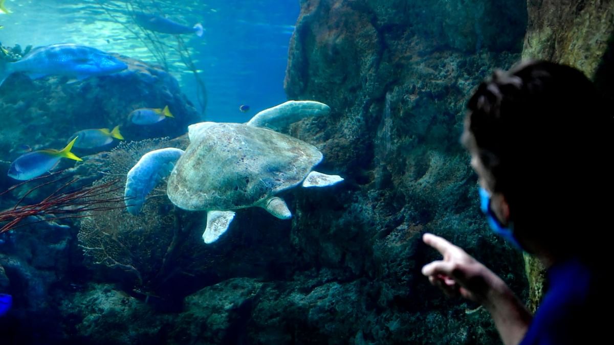 A man points to a Green Sea Turtle, which can grow up to 4 feet long, weigh up to 440 pounds and live as long as 80 years as it swims past at the Aquarium of the Pacific in Long Beach, California. Credit: AFP Photo