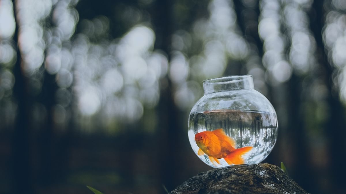 People in Rome are allowed to keep goldfish but not in a bowl. It is considered harsh as bowl limits oxygen flow and can make them go blind. Credit: Unsplash/Ahmed Zayan