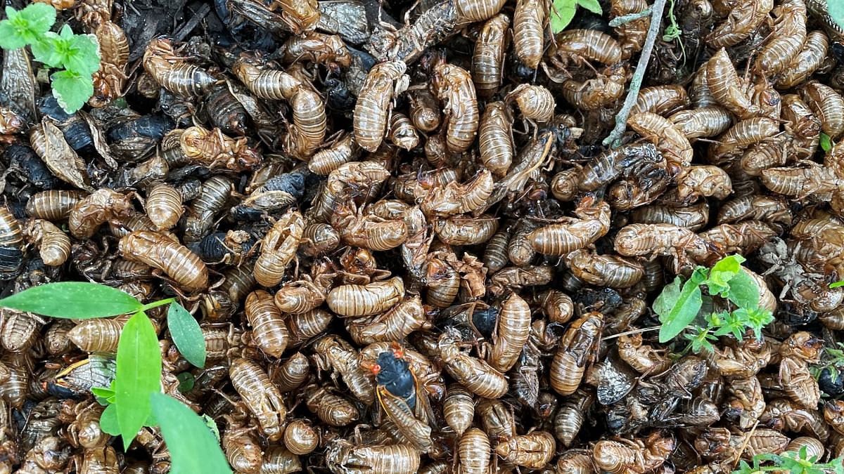 A Brood X cicada crawls amid a pile of cicada husks at the base of a tree in Princeton, New Jersey. Credit: Reuters Photo