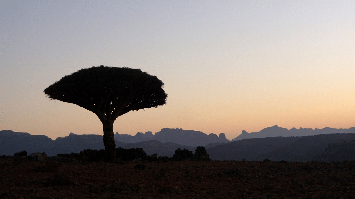 A Dragon’s Blood Tree is silhouetted at dawn on the Diksam Plateau in the centre of the Yemeni island of Socotra, a species found only on the Indian Ocean archipelago. Credit: AFP Photo