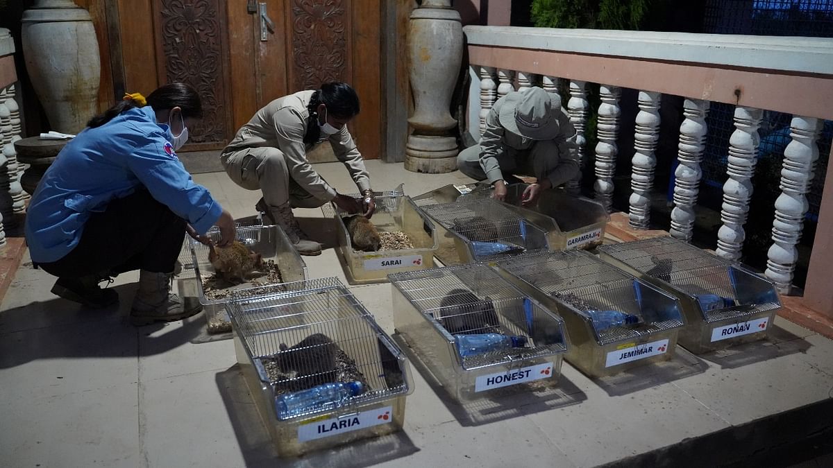 Cambodia has deployed its next generation of rat recruits to sniff out landmines as part of efforts to boost de-mining operations in a country plagued for decades by unexploded ordnance (UXO).