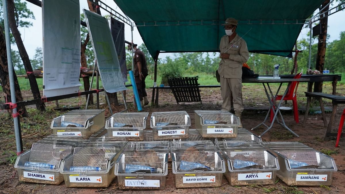 The new rat batch replaces a recently retired group that includes Magawa, who found 71 landmines and 38 UXO during his five-year career, according to APOPO, an international organisation that specialises in using rats to detect landmines and tuberculosis.