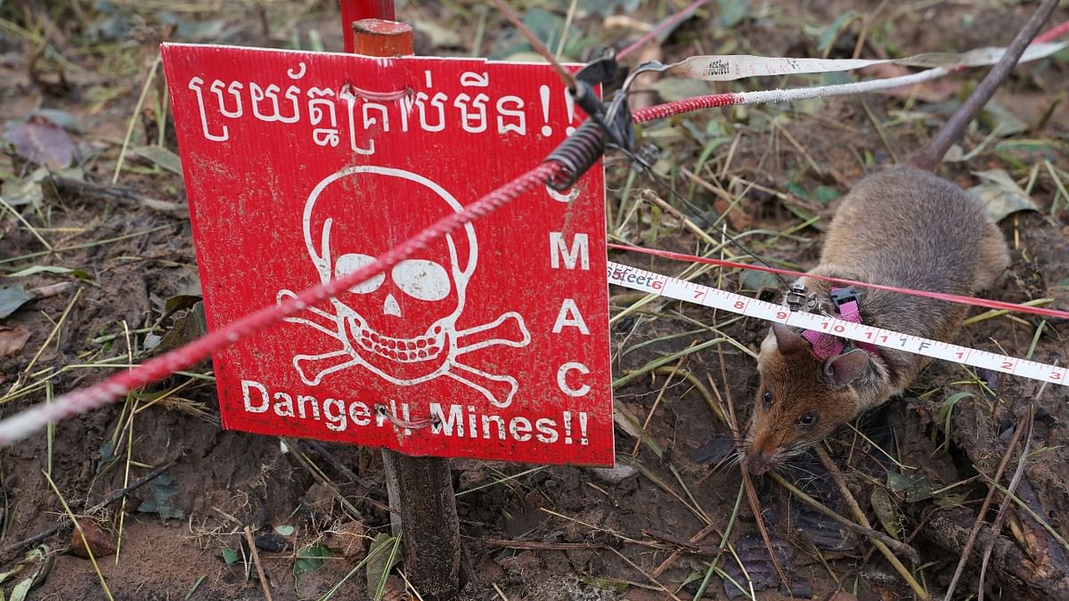 Rats deployed to sniff out landmines in Cambodia; See Pics