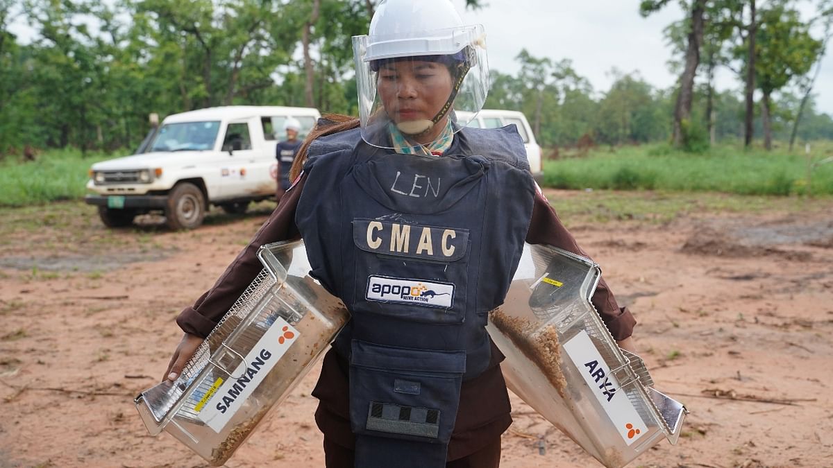 A handler carries mine detection rats in their transport cages to work in an area being demined in Preah Vihear province, Cambodia.