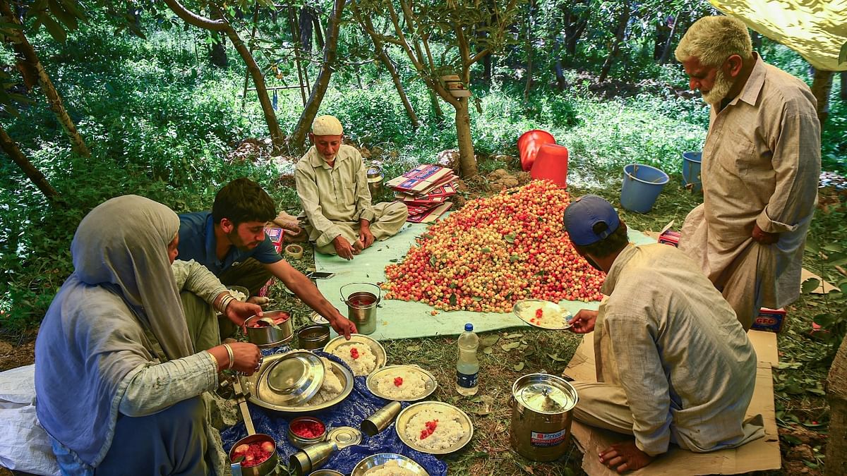 Farmers take a lunch break from packing Cherries at an orchard in Tangmarg. Credit: PTI Photo