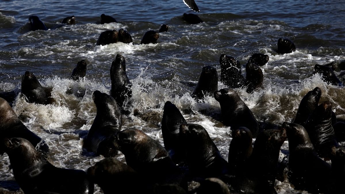 Sea lions congregate on a beach shore as they seek to escape a pack of hunting killer whales, according local media, at Tome area, Concepcion, Chile. Credit: Reuters