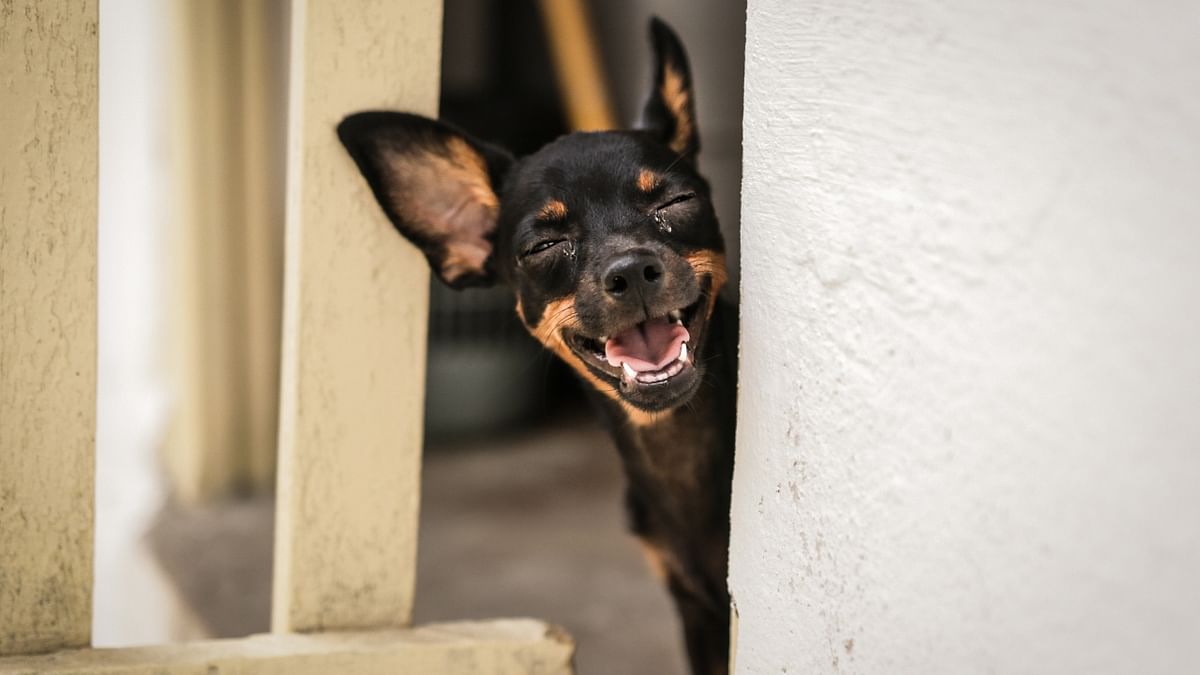 Puppy laugh! Credit: Arthur Carvalho de Moura/Comedy Pet Photo Awards 2021